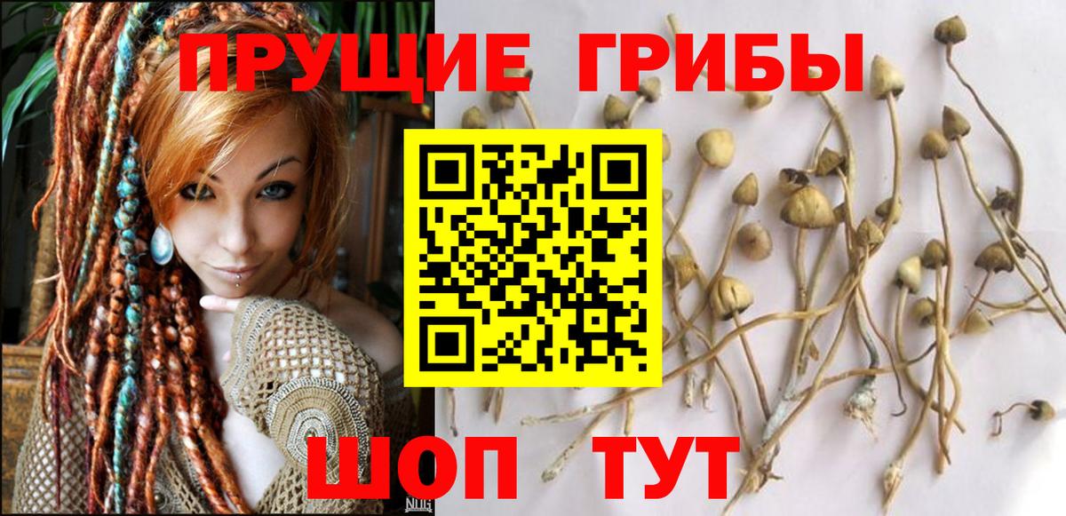 Галлюциногенные грибы GOLDEN TEACHER  Вход с VPN  Галлюциногенные грибы Cubensis  Химки 